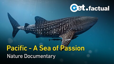 Big Pacific - Passionate | Nature Documentary