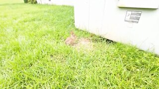 Cottontail Rabbit - Living under my AC Unit