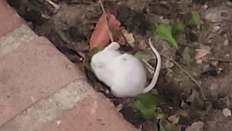 It's A Diabolical Zionist Plot: Twitter Laughs As Student Releases White Mice In UCLA Encampment