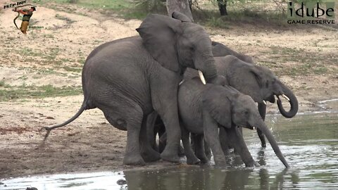 African Elephants Drink At the Waterhole