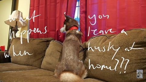 What happens when you leave a husky at home?