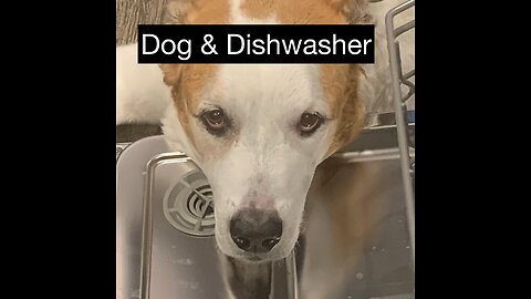 Dog & Dishwasher !