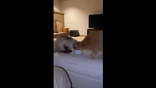Cats and their ice cream