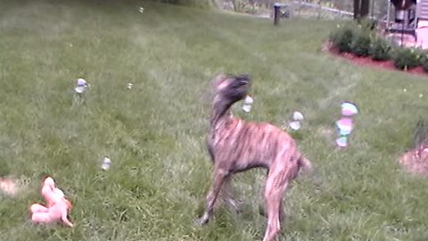 Great Dane puppy can't stop popping bubbles