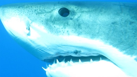Curious Shark Comes To Sniff Out Diver Very Closely