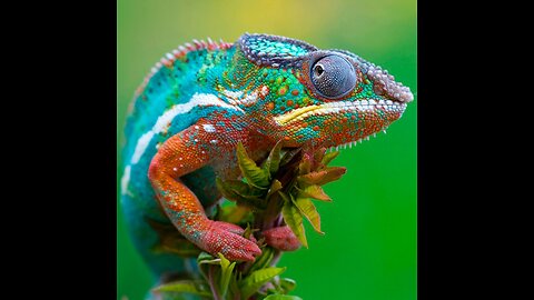 Cute Amazing Chameleon spotted