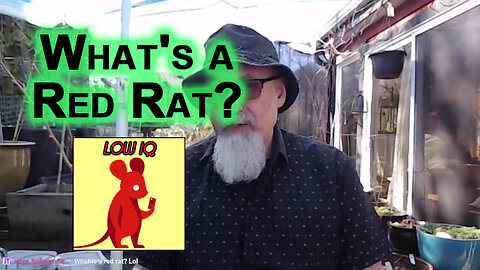 What's a Red Rat?