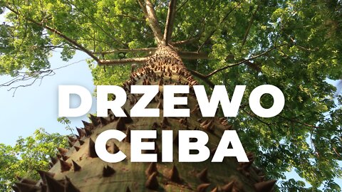 CEIBA ŚWIĘTE DRZEWO🌳 MAJÓW⏐MAŁY ŻÓŁW, KOŚCIOTRUPY⏐Meksyk w 2022