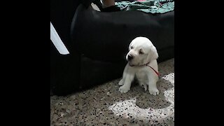 Labrador Puppy gets angry for not giving him the paper