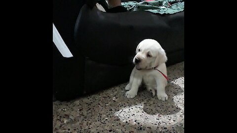 Labrador Puppy gets angry for not giving him the paper