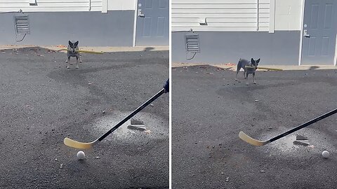 Incredibly Athletic Dog Hits Home Run Onto Roof Of Building