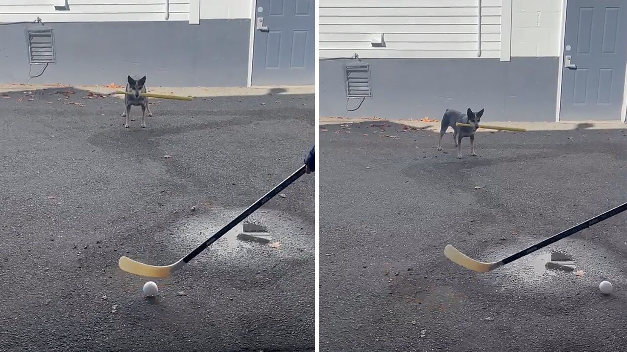 Shepherd left tied to fence on side of road both muzzled and