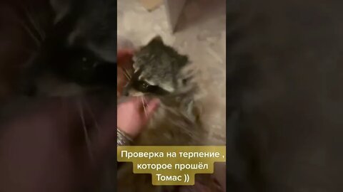 #shorts Смешные Еноты Из Тик Ток 78 Funny Tik Tok Raccoons