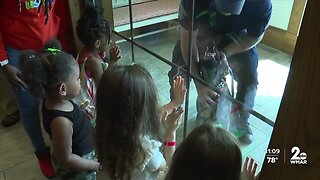 Kids from Ronald McDonald House name new Baltimore Police K-9 puppies