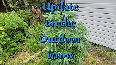 Update on the Outdoor Grow #marshydro #TSW2000 #rootedleaf