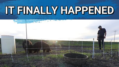 The Idaho Pasture Pigs Are On Grass! | Finished Fence | #Farmvlog