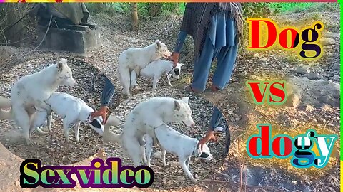 Street Dog Asia Breeding - Pets Play With Friend - Street Dog Asia llDog xxx funny l dog sex animals