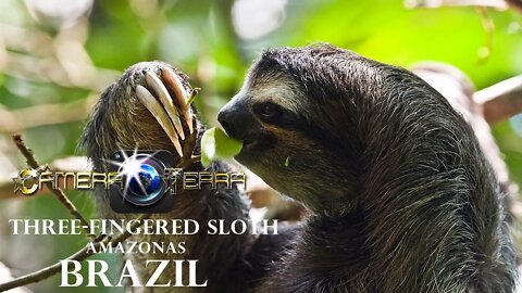 🌎 Bicho Preguiça de Três Dedos (Bradypus) | Three-Fingered Sloth (Bradypus) | 2021