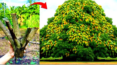 how to graft a mango tree | how to grow a mango tree from seed in water