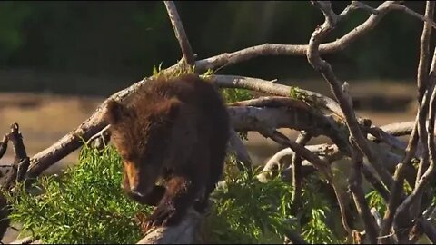 Kamchatka, life begins, respect for nature 13