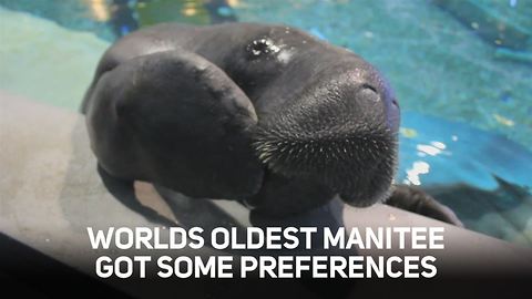 What you need to know about the world's oldest manatee