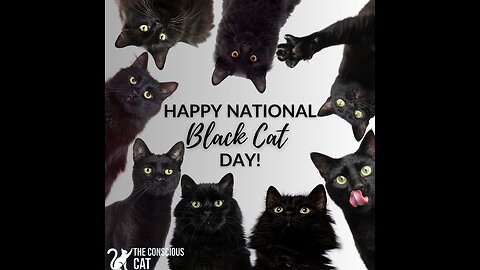 HAPPY NATIONAL BLACK CAT DAY