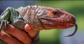 Caiman Lizard gets New Enclosure!