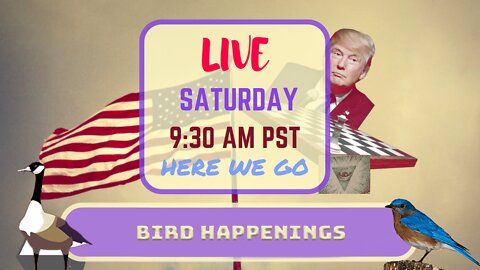 Saturday *LIVE*! Bird Happenings Edition