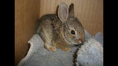 Cute Jackrabbit Babies