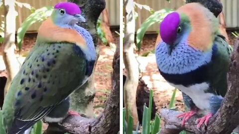 Such a beautiful bird And his voice is sweet