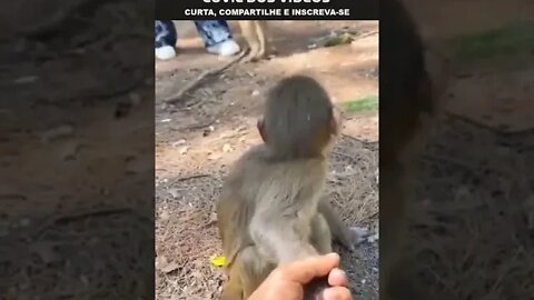 macaquinho leva susto ao ver quem está segurando sua mão