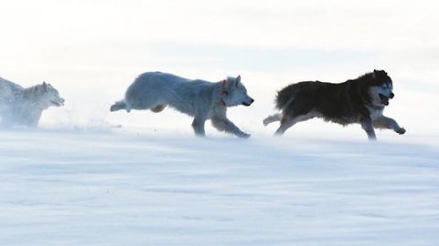 Fun Husky Movie Trailer - WooFPAK Holiday