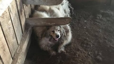 When the man entered the barn, he saw a terrible picture