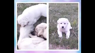 Adorable white puppies playing together