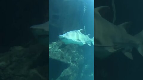 Shark!!! La Rochelle Aquarium #france #fish #shark #sharks