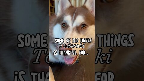 Todoroki the husky is Thankful for…