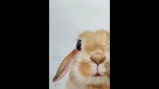 Cute rabbit