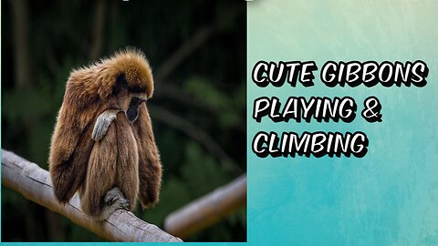 Cute Gibbons Playing & Climbing