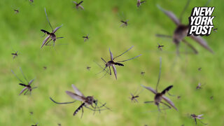 Why millions of genetically modified mosquitoes could be released across US