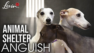 Animal Shelter Anguish