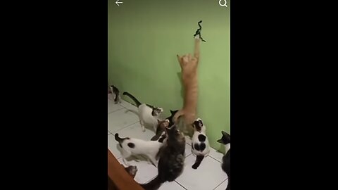 Animal funny👃🤣😅😜 | See how the cat is moving to catch the rope | mistaking it for a snake