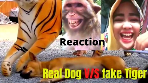 Real Dog V/S Fake Tiger | Reaction Video | Prank video | Pet V/s Wild Animal | dog prank in public