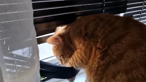 Cat vs window blinds