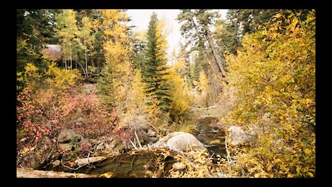Hidden Cabin In The Woods During Autumn 4K