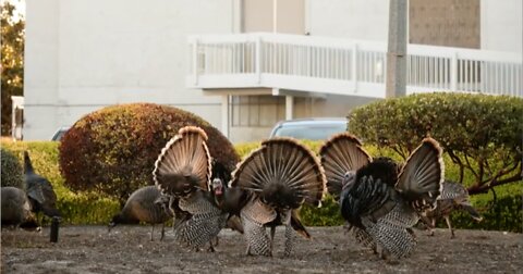 Turkeys Roosting at NASA Ames Research Center
