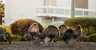 Turkeys Roosting at NASA Ames Research Center