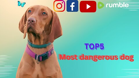 🐶TOP5 Most dangerous dog / top5 most dog facts🐾