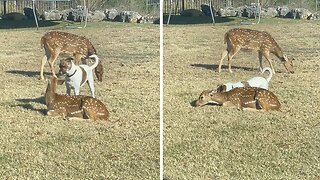Dog Tries To Blend In With A Deer Herd