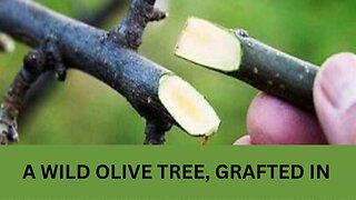 You, A Wild Olive Tree... Grafted In, A study of Romans 11 and Fellowship