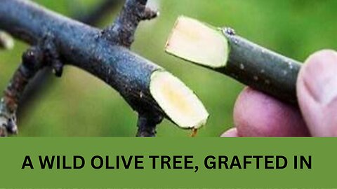 You, A Wild Olive Tree... Grafted In, A study of Romans 11 and Fellowship